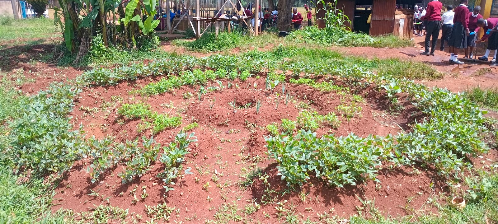 Community members planting seedlings into a tyre tower garden together